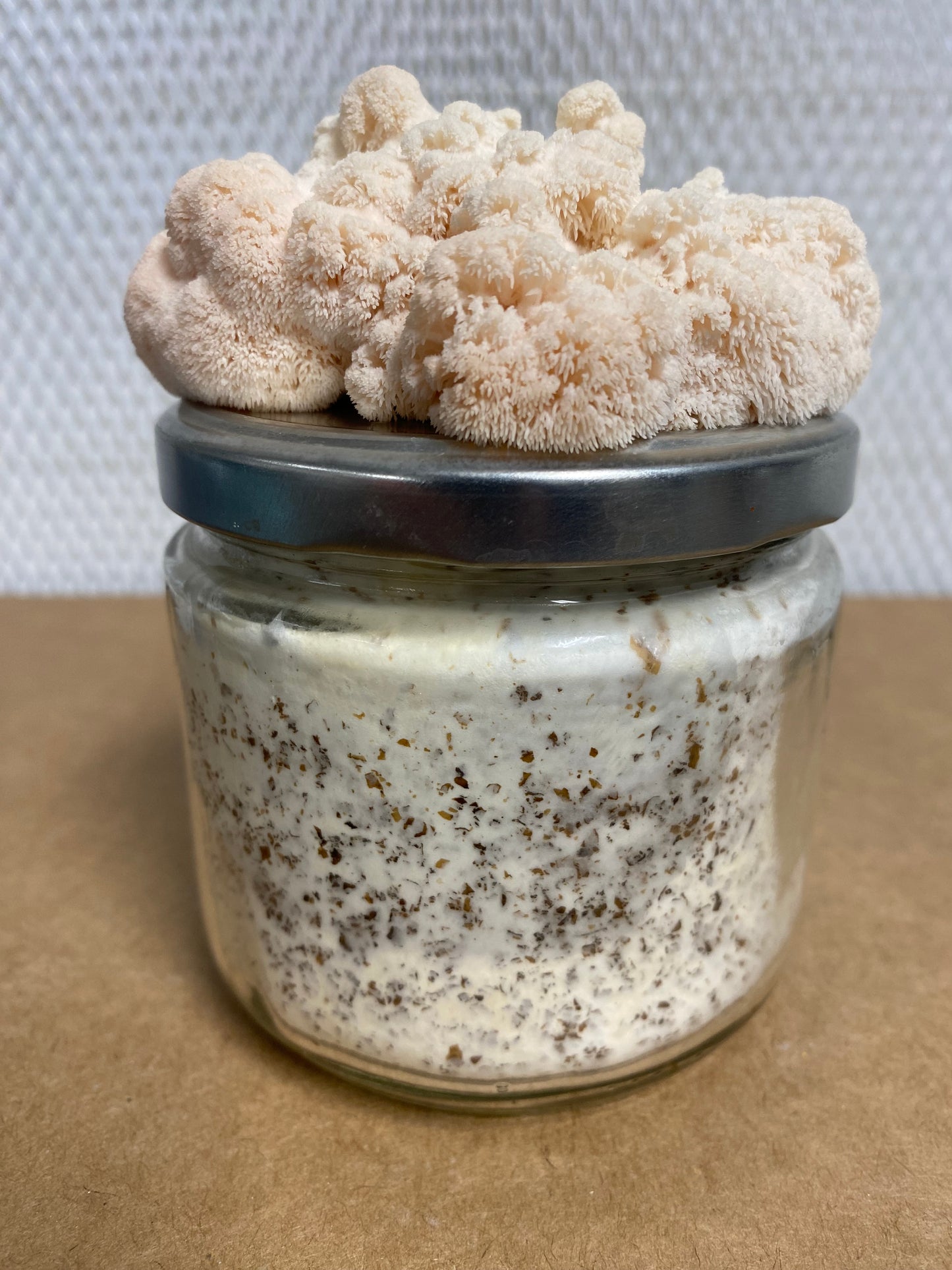 Lion's Mane Mini Kit