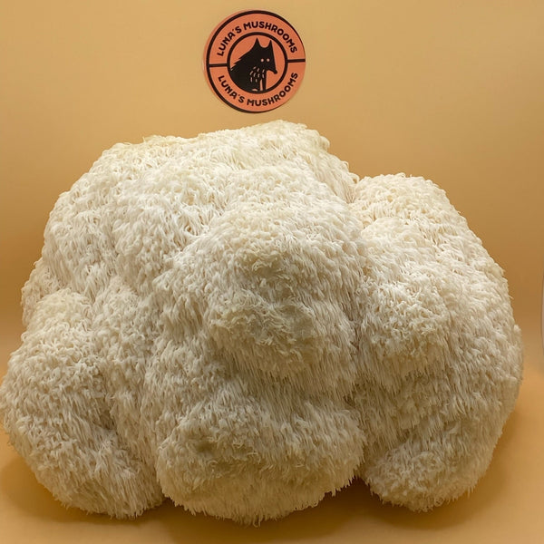 A fresh, intact cluster of Lion's Mane mushrooms displayed against a beige background with a branded sign in the top right corner.