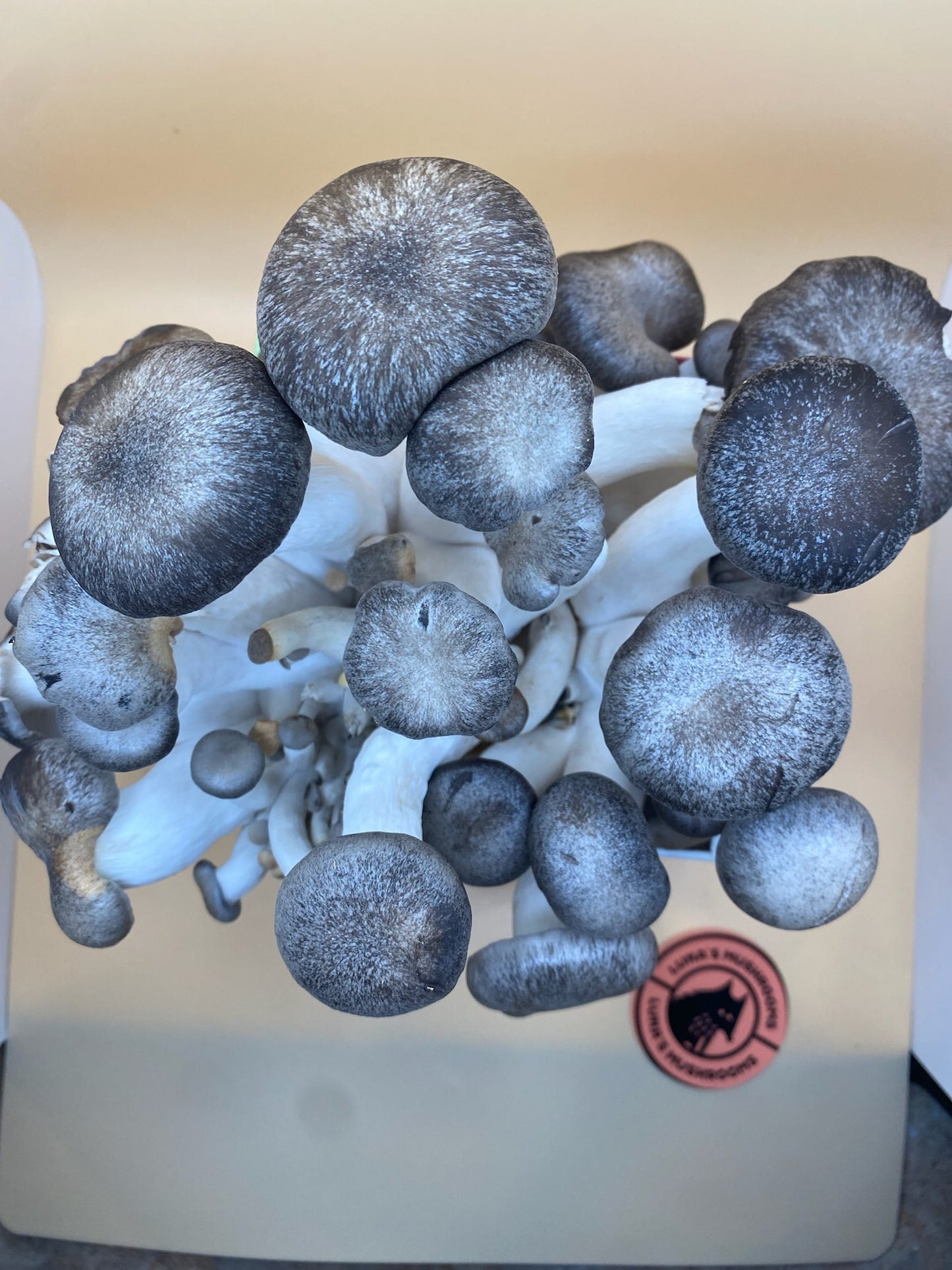 Black Pearl King Oyster Grow Kit (Large)