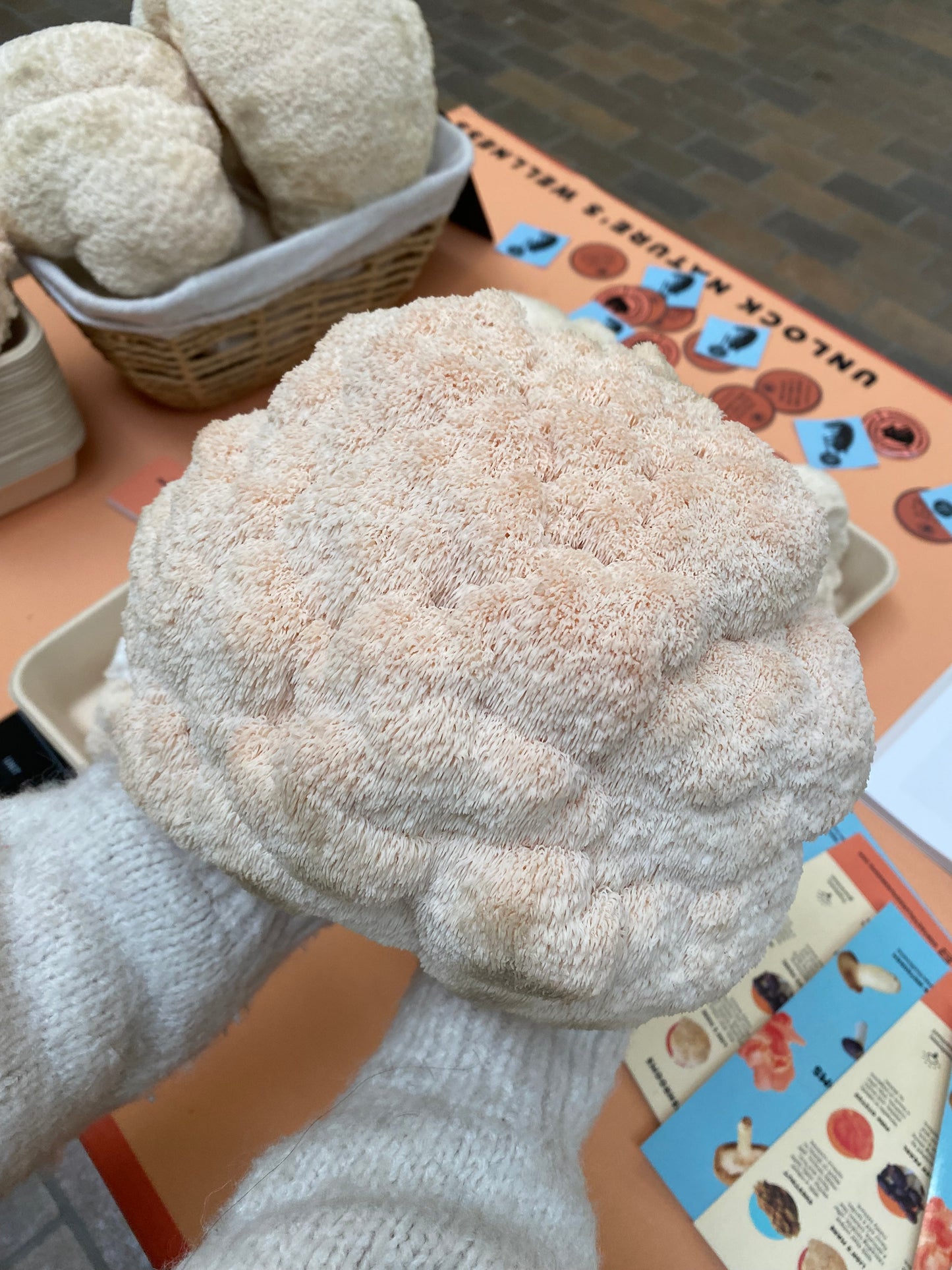 Lion's Mane Powder