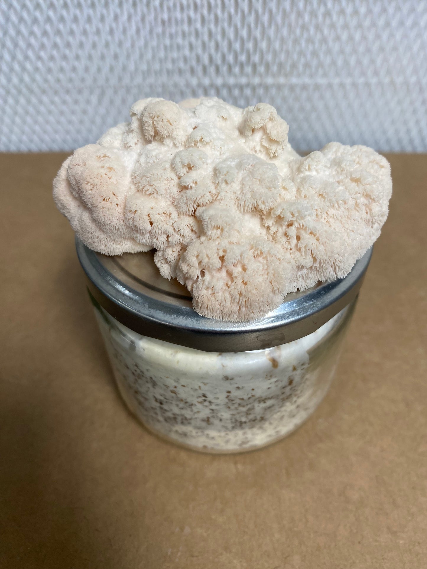Lion's Mane Mini Kit