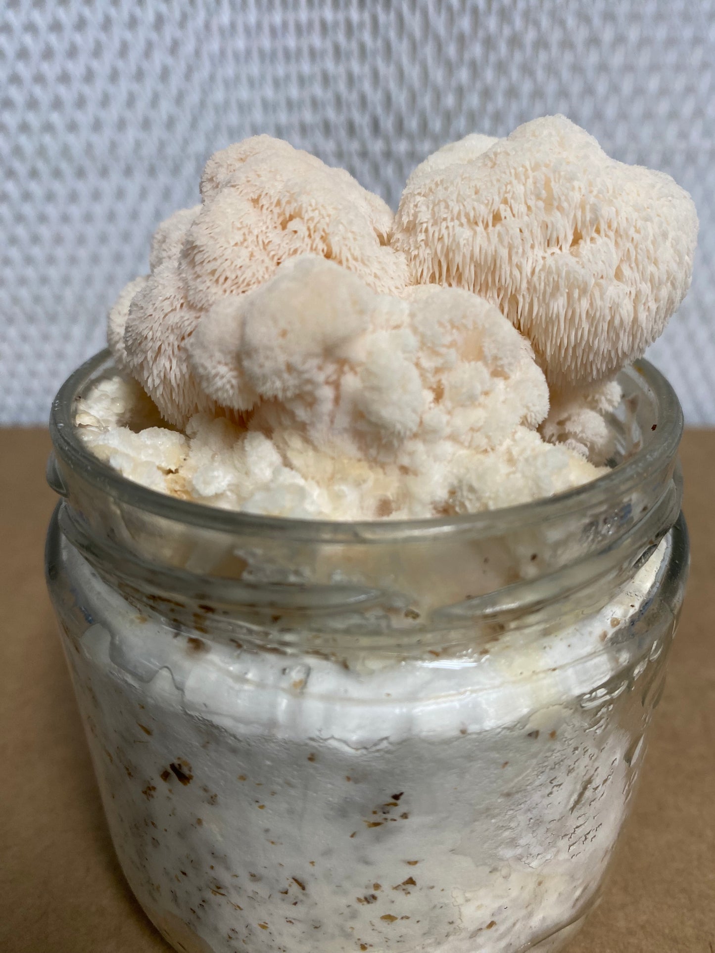 Lion's Mane Mini Kit