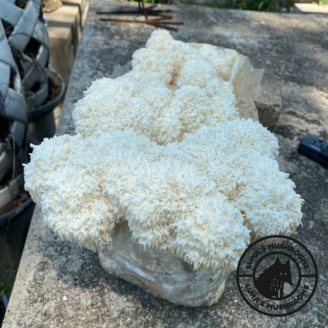 Lion's Mane Grow Kit (Large)