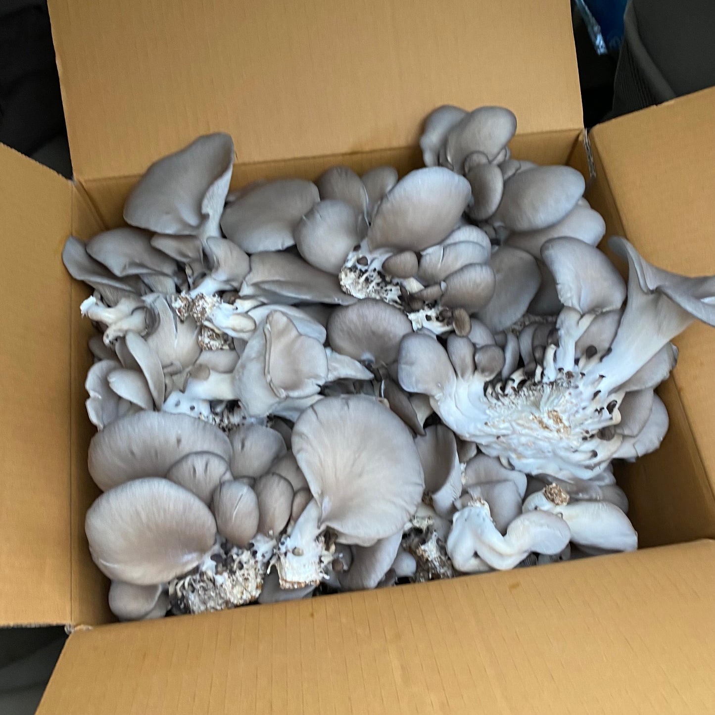 Blue Oyster Grow Kit