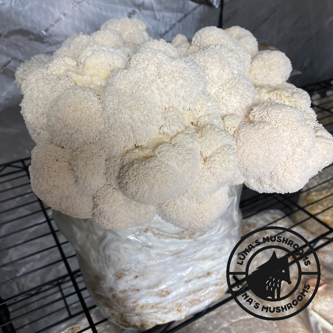 Lion's Mane Grow Kit (Large)