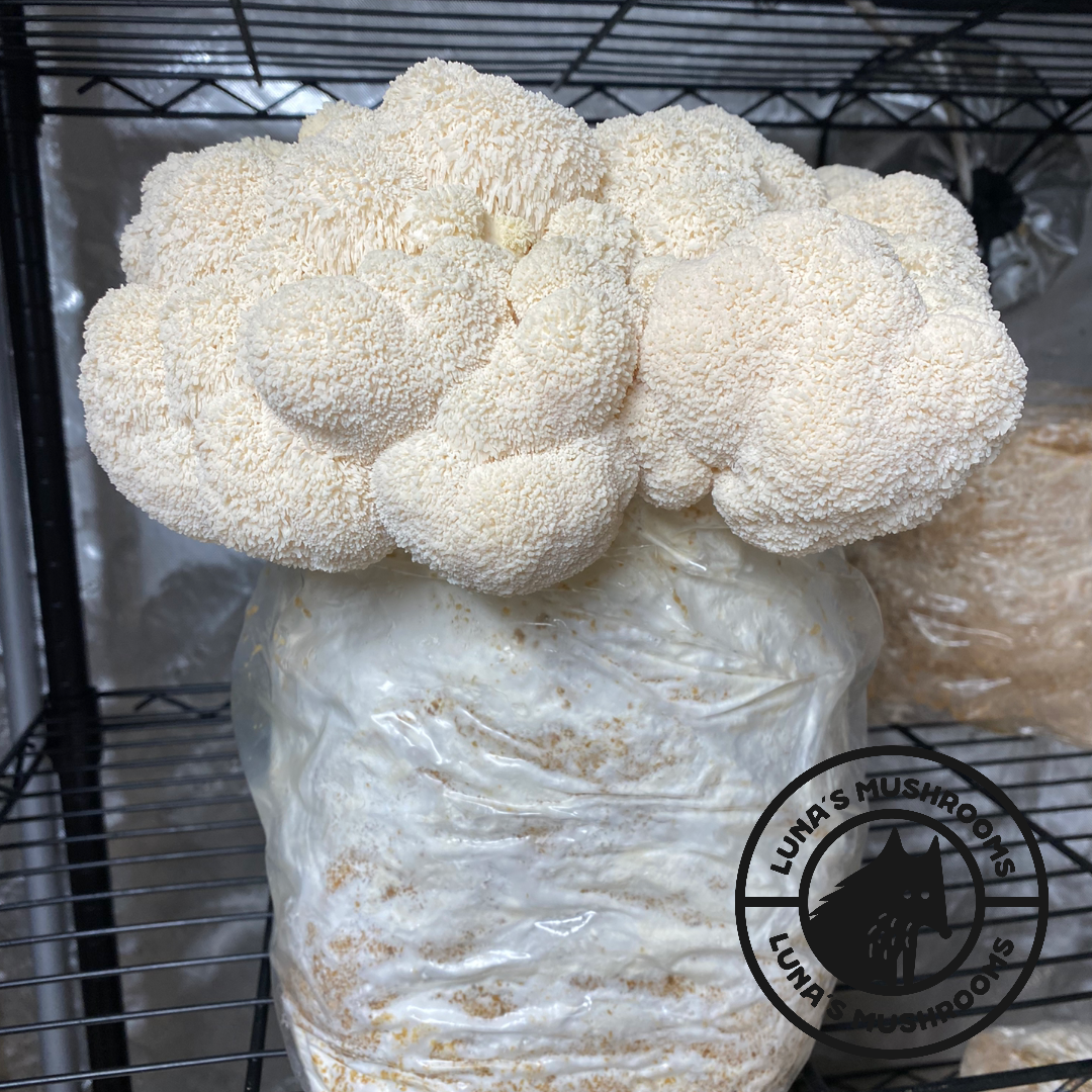 Lion's Mane Grow Kit (Large)