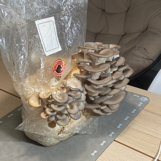 Blue Oyster Grow Kit