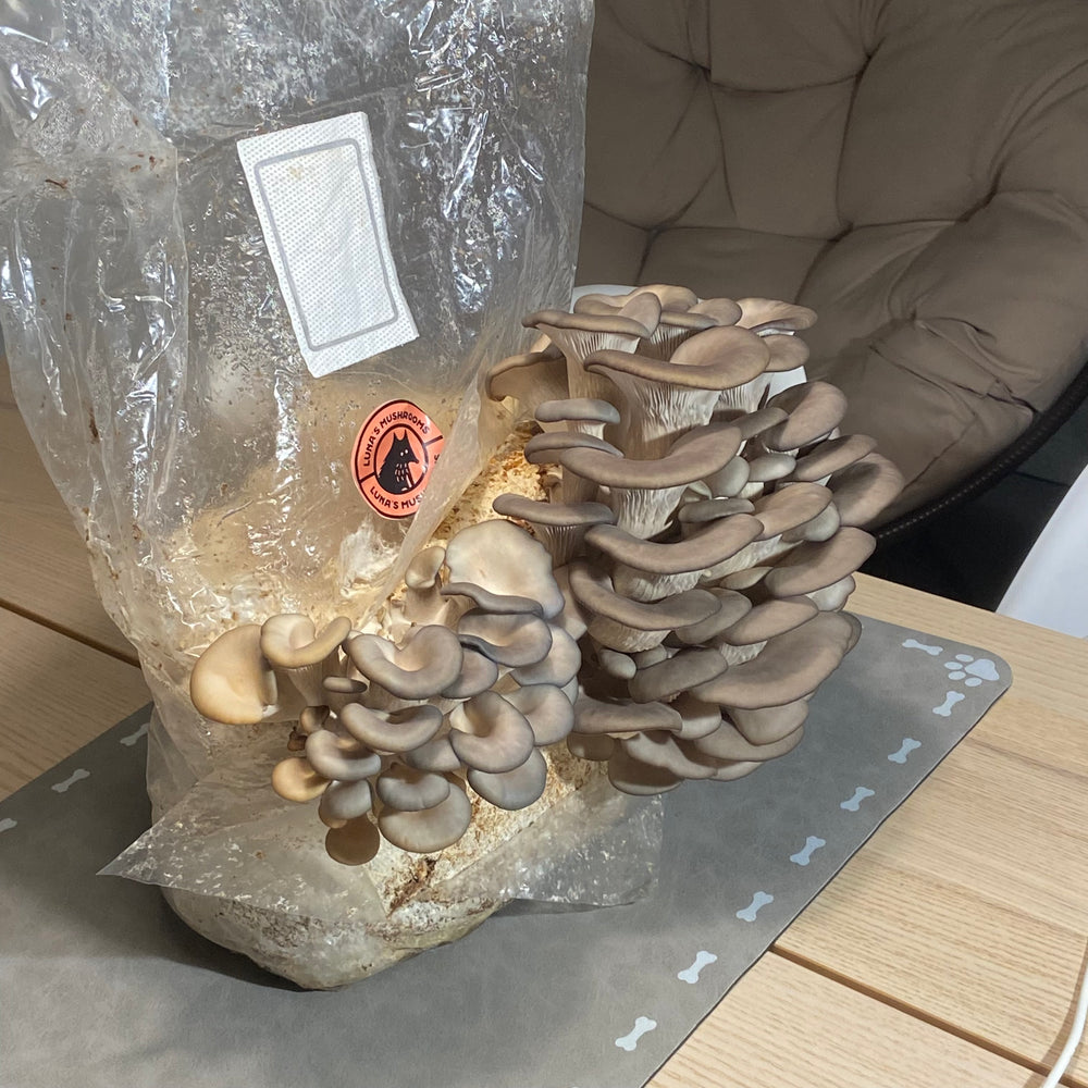 10 lb Blue Oyster Grow Kit