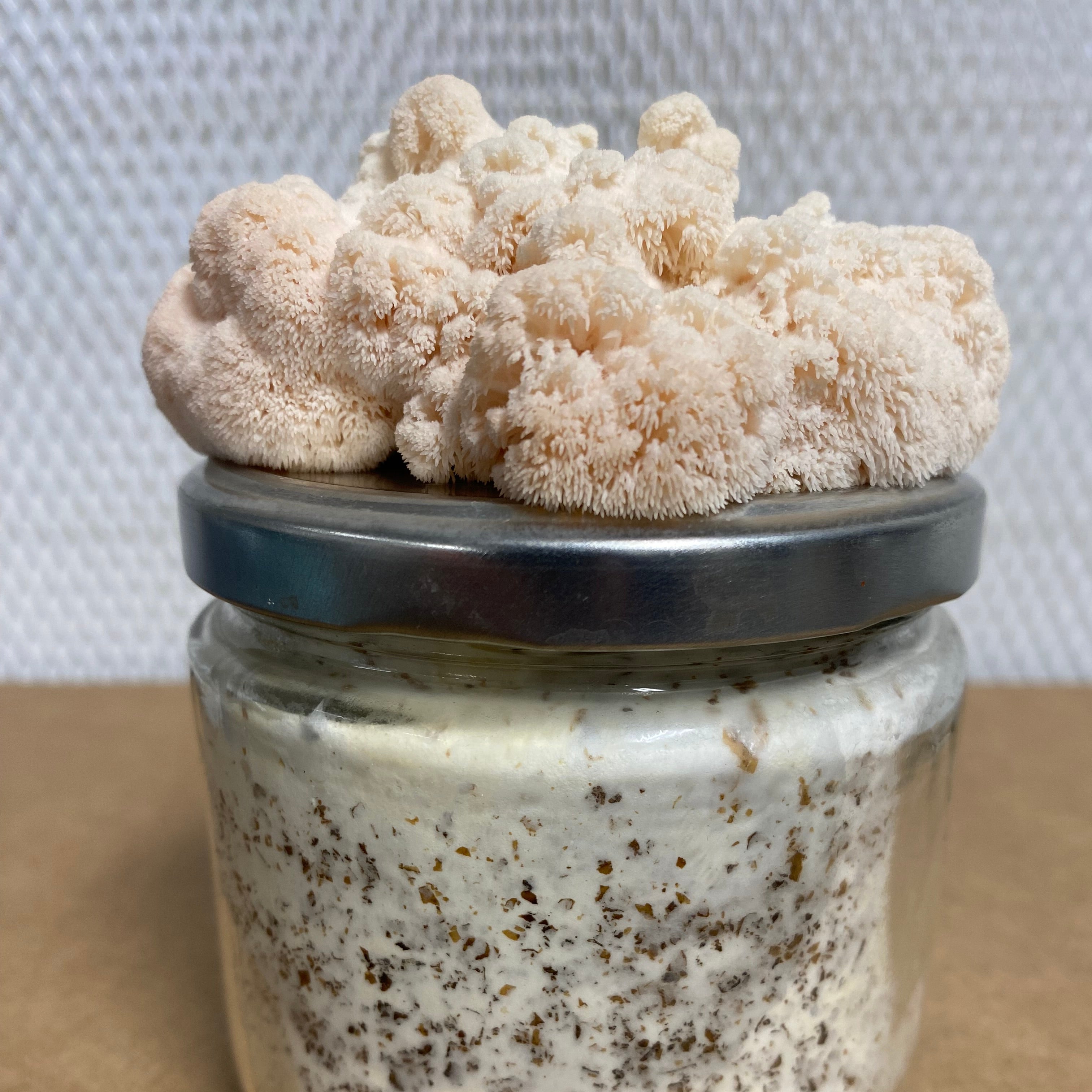 Lion's Mane Mini Kit