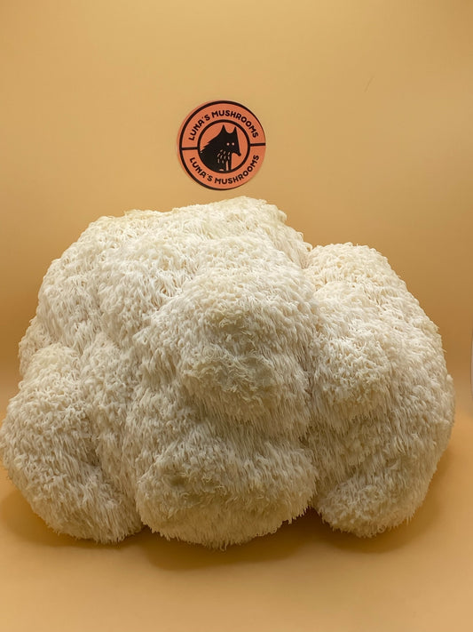 Lion's Mane Grow Kit (Large)