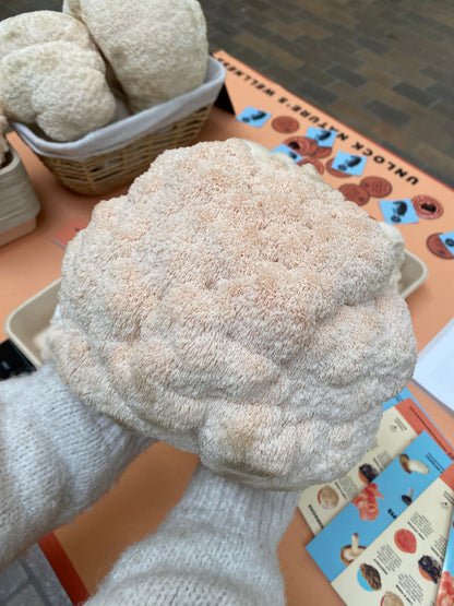 Lion's Mane Powder