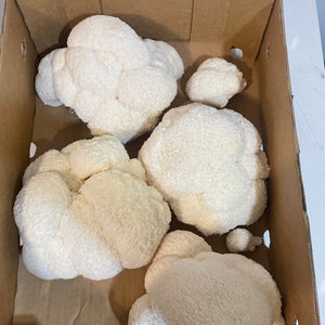 10lb Lion's Mane Grow Kit