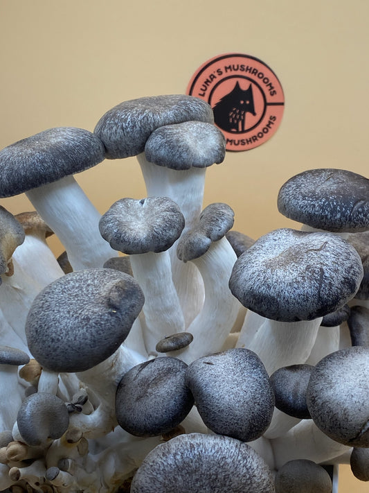 Black Pearl King Oyster Grow Kit (Large)