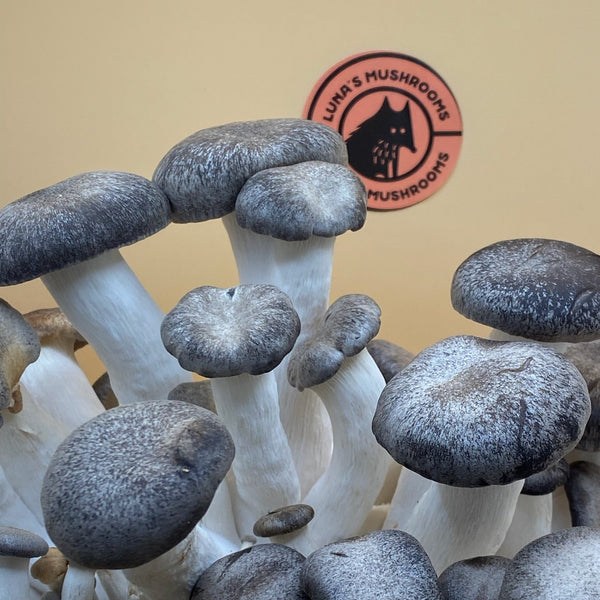 Black Pearl King Oyster Grow Kit (Large)