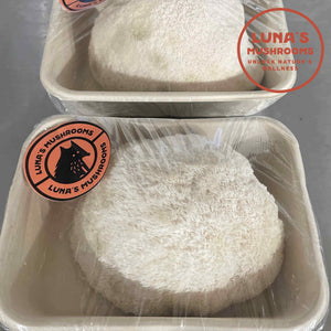 10lb Lion's Mane Grow Kit