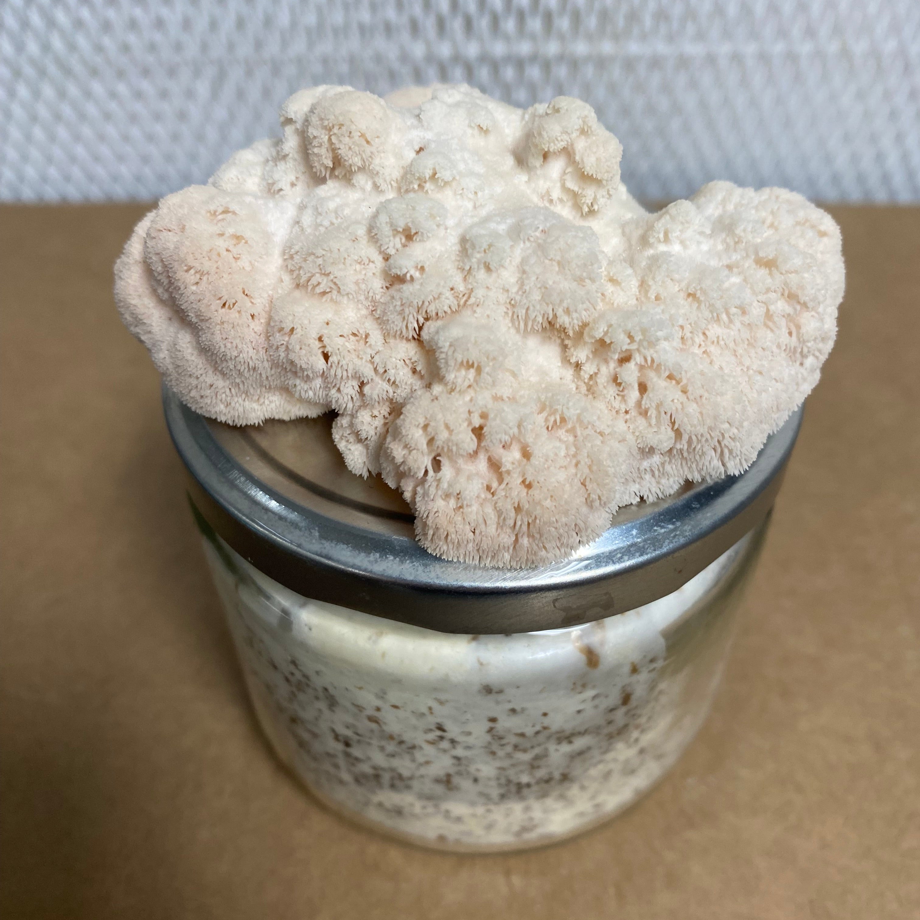 Lion's Mane Mini Kit