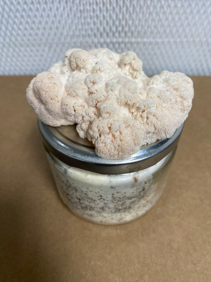 Lion's Mane Mini Kit