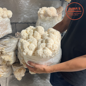 10lb Lion's Mane Grow Kit