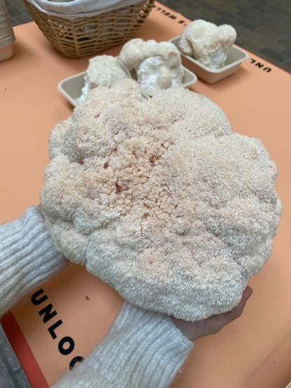 Lion's Mane Powder