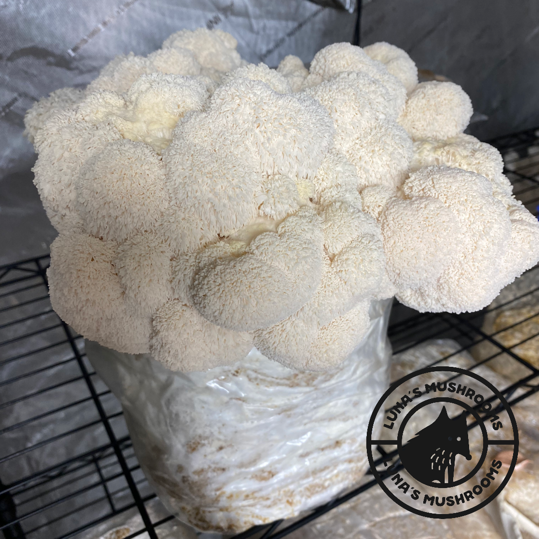 10 lb Lion's Mane Kit