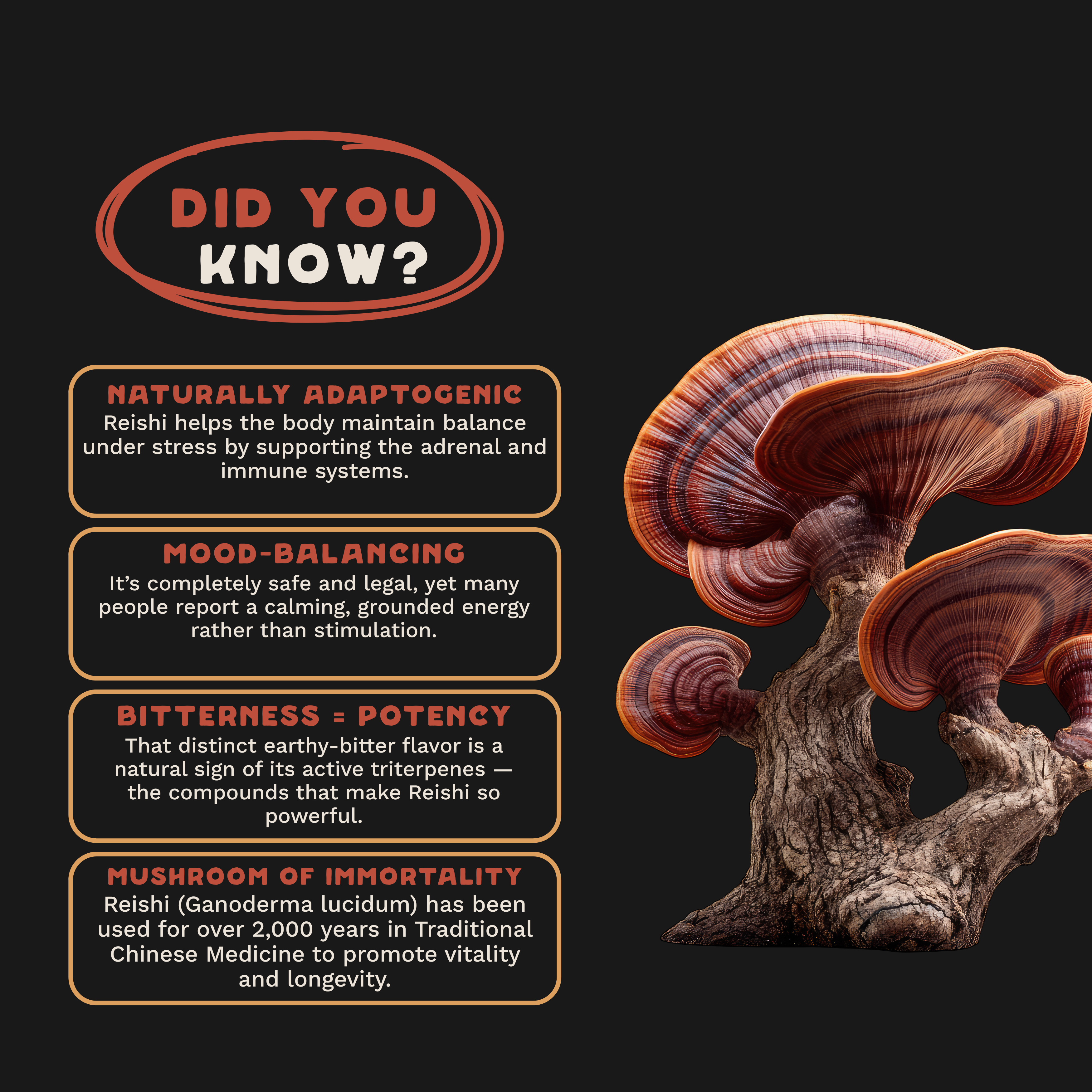 Cordyceps Powder