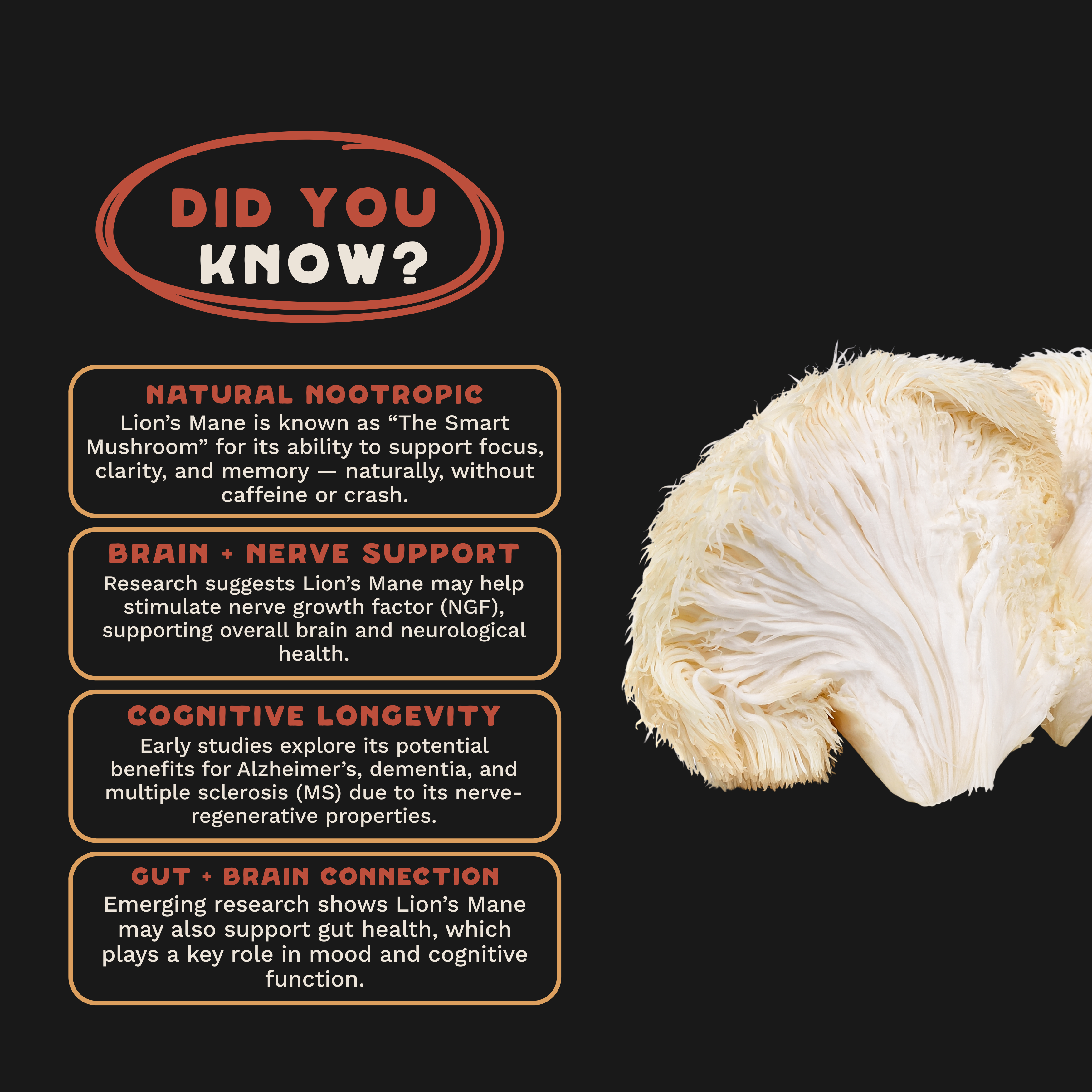 Lion's Mane Powder