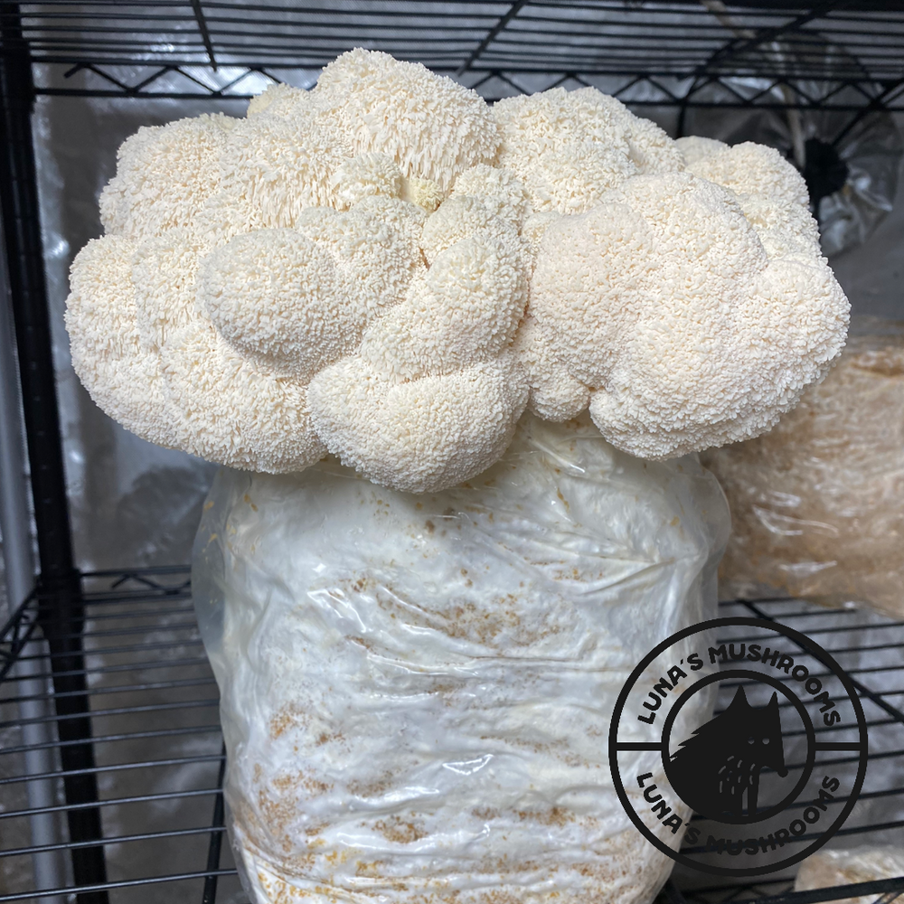 
                  
                    10 lb Lion's Mane Kit
                  
                