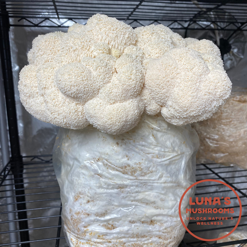 10lb Lion's Mane Grow Kit