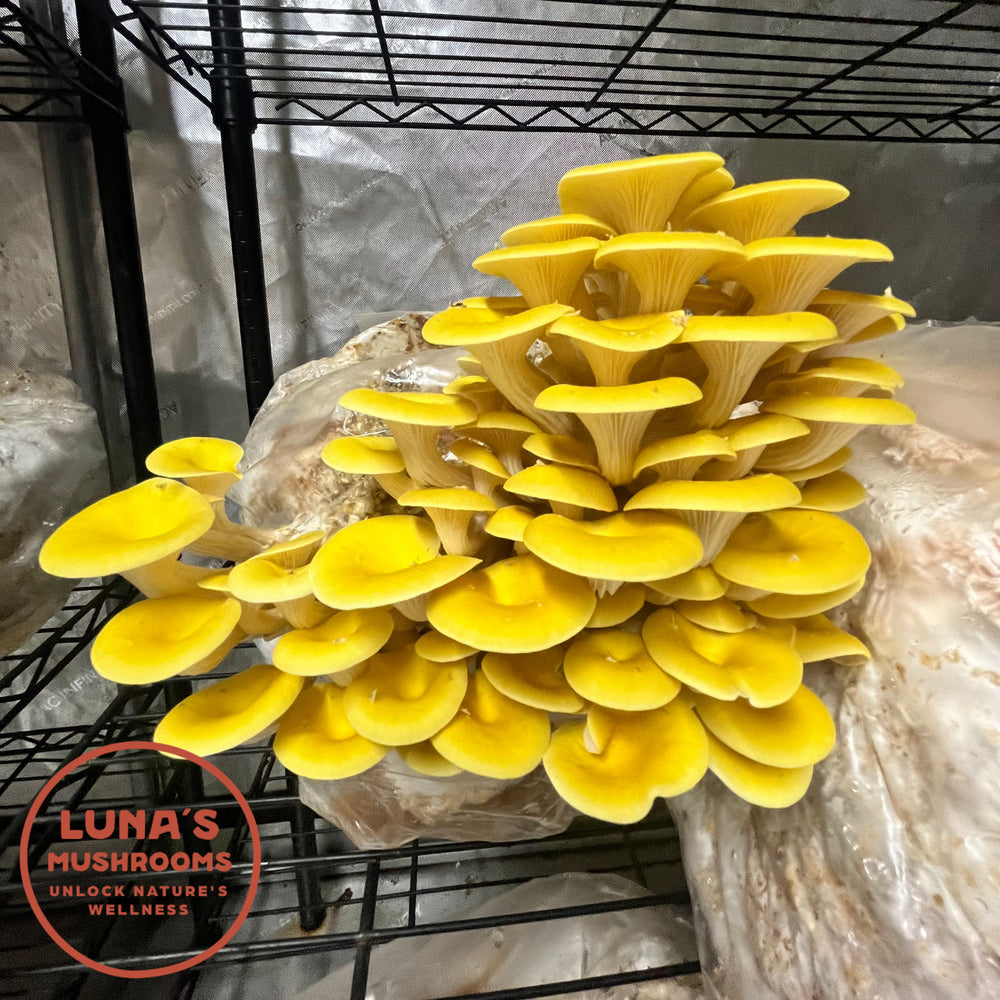 10 lb Golden Oyster Kit