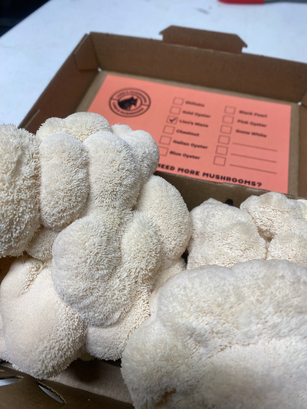 Fresh Lion's Mane Mushrooms (1 lb)