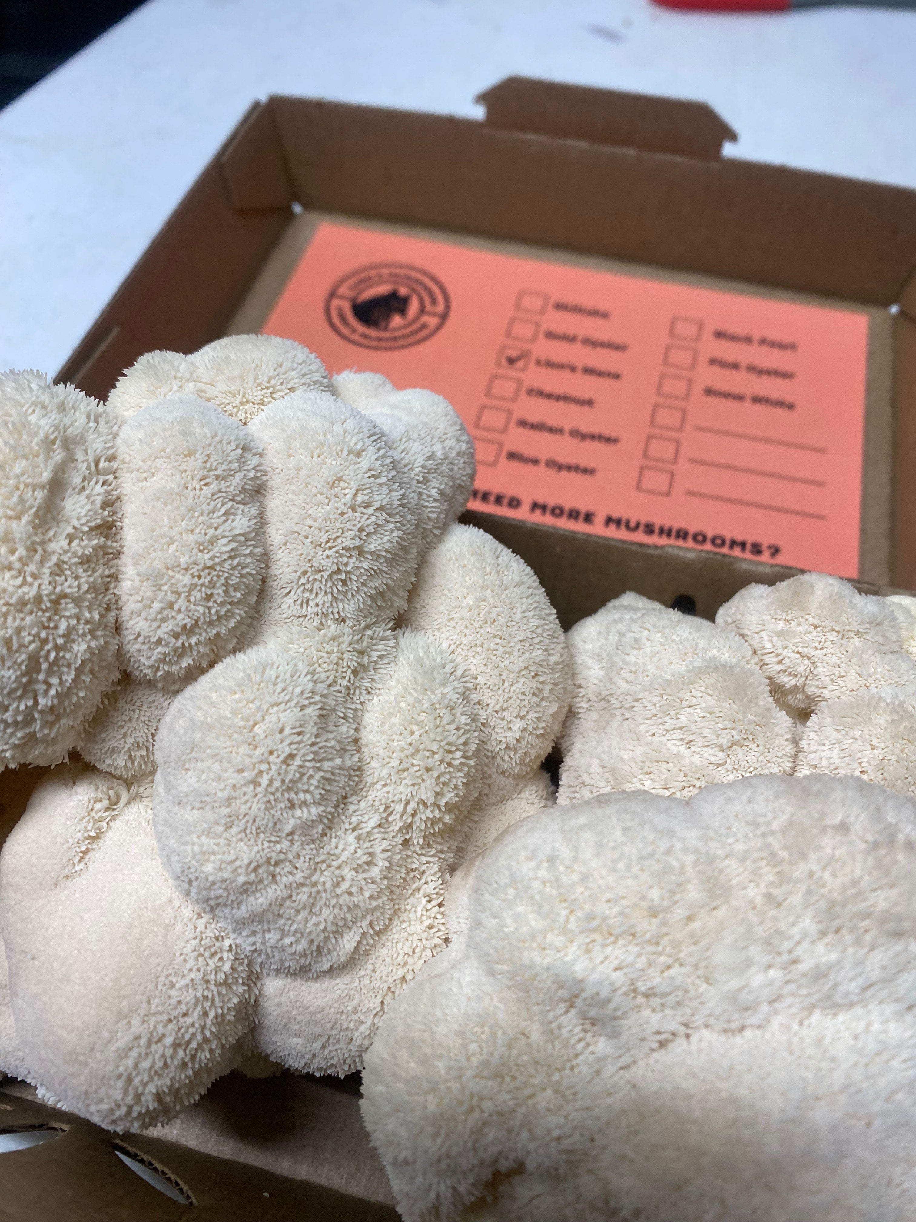 Fresh Lion's Mane Mushrooms (1 lb)