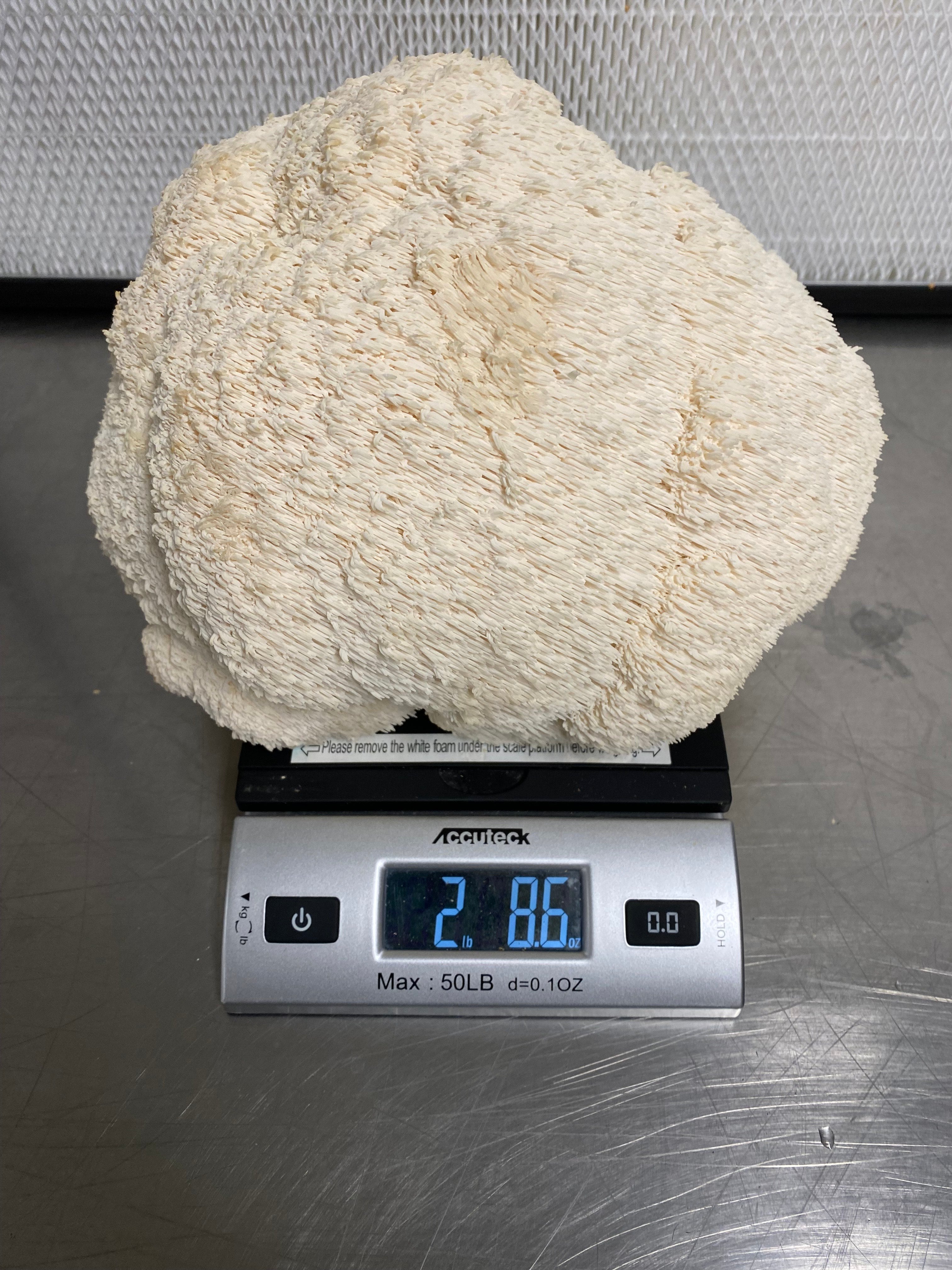 Fresh Lion's Mane Mushrooms (1 lb)