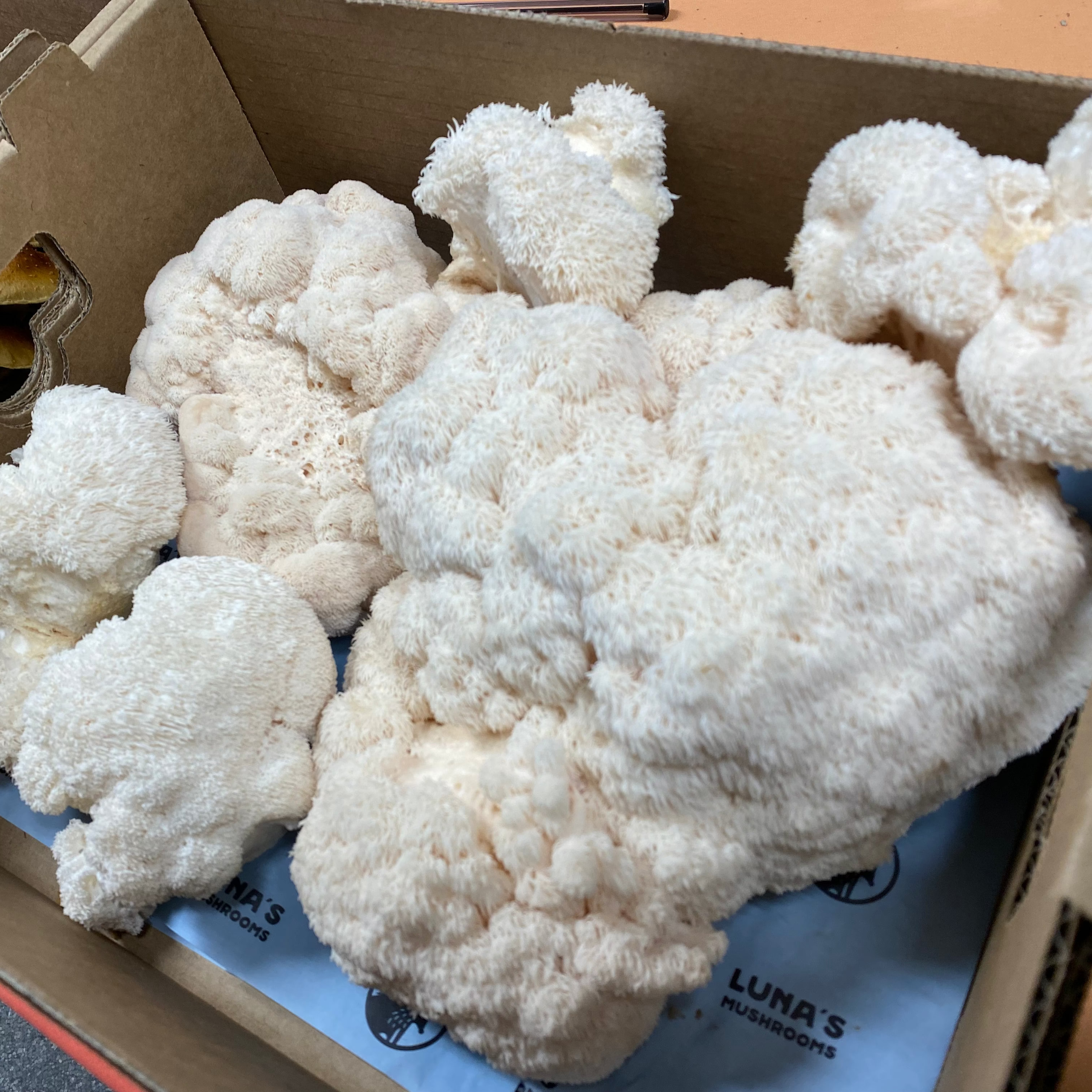 Lion's Mane Powder