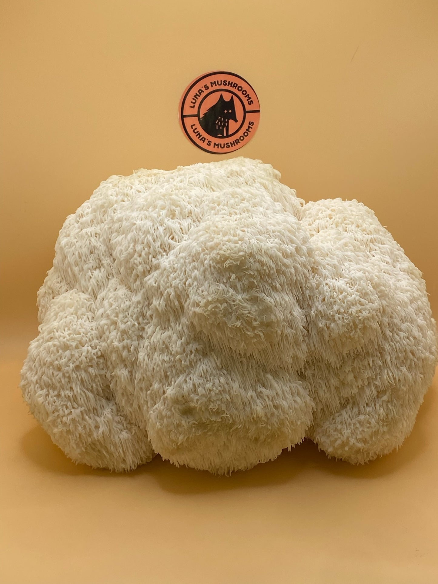 Lion's Mane Powder