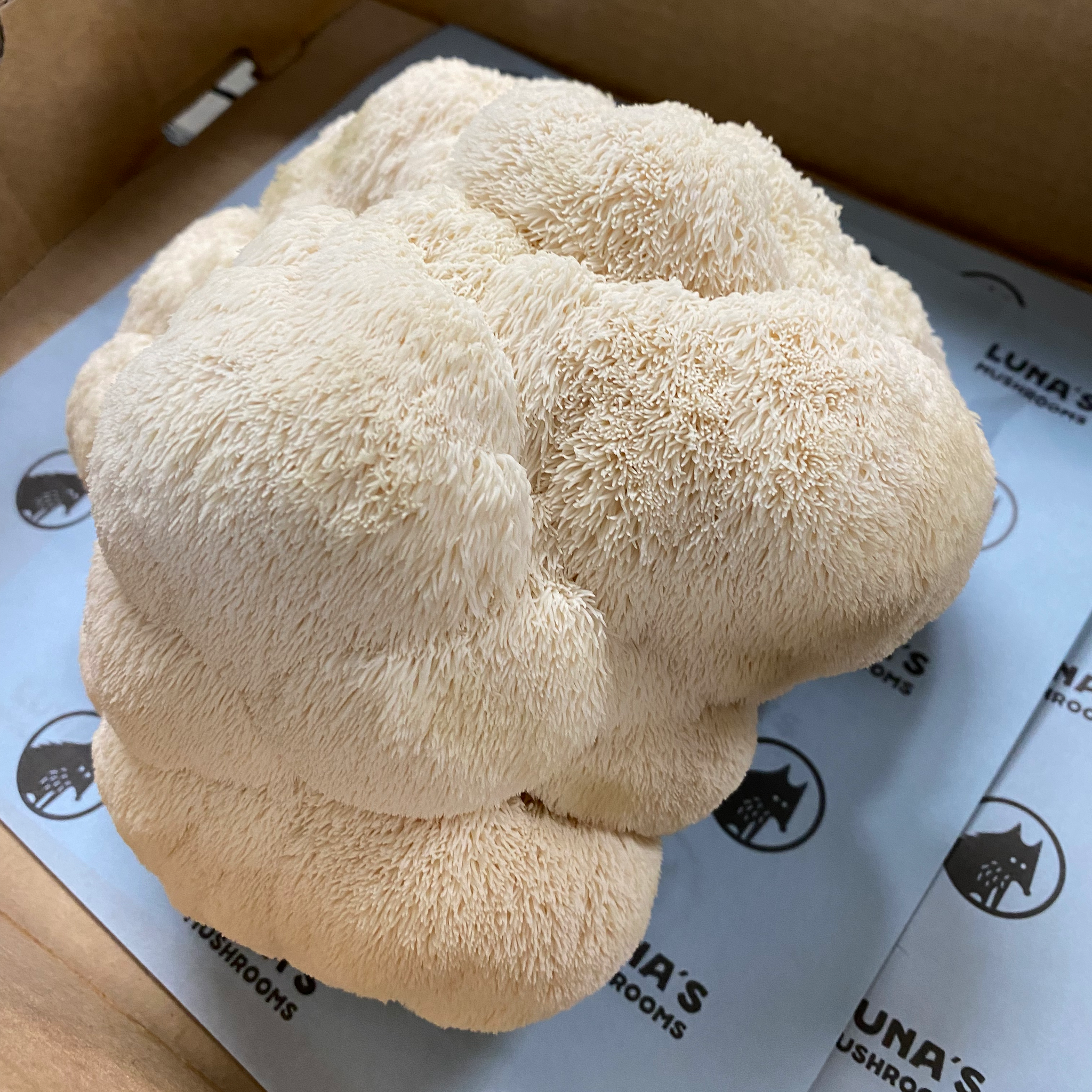 Lion's Mane Powder