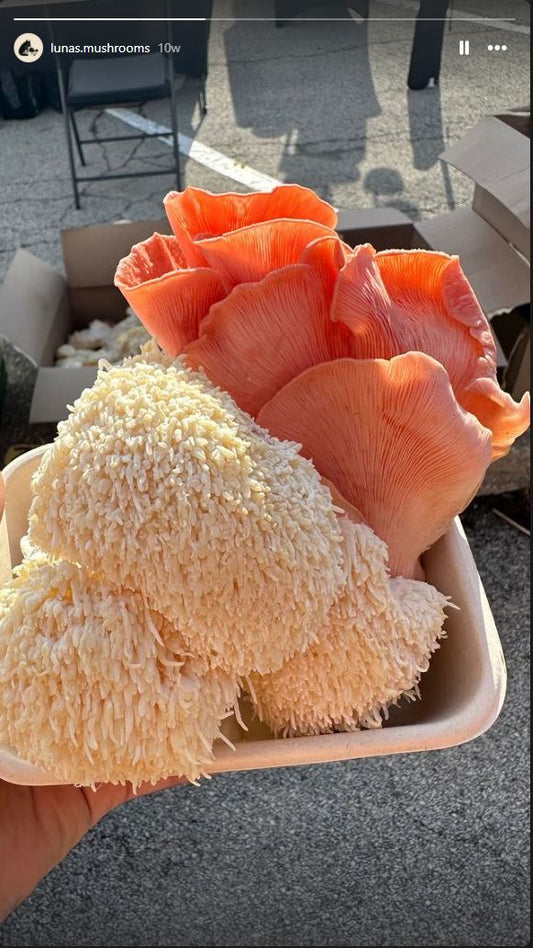 Mixed Mushroom Box (1 lb)